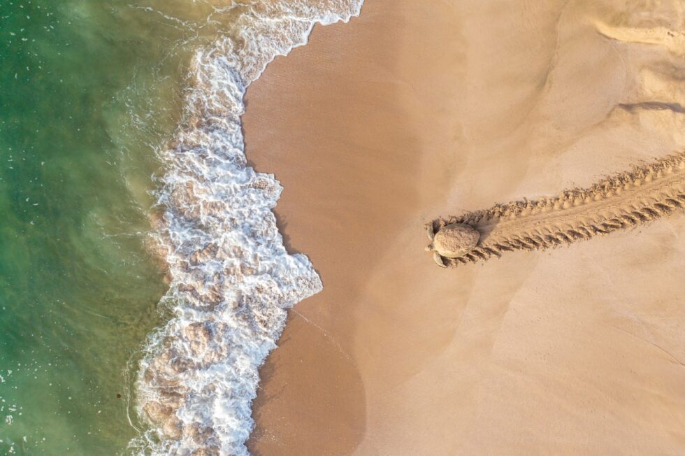 Imagen de dron de una tortuga verde dejando un rastro en la arena en su camino de regreso al mar.