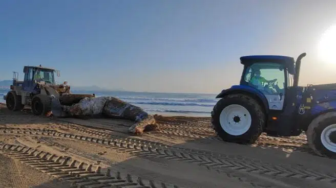Aparece muerta una ballena de 8 toneladas en la playa de El Altet
