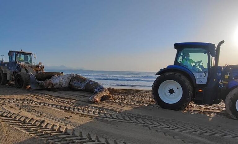Aparece muerta una ballena de 8 toneladas en la playa de El Altet