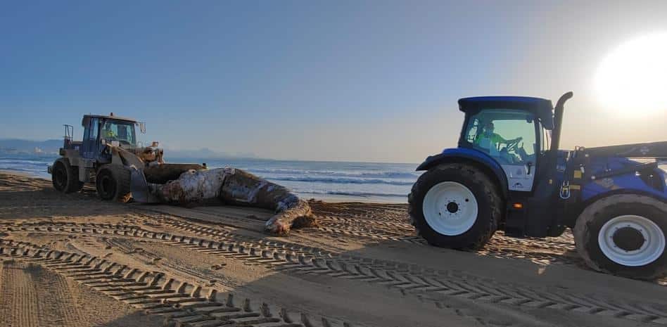 Aparece muerta una ballena de 8 toneladas en la playa de El Altet