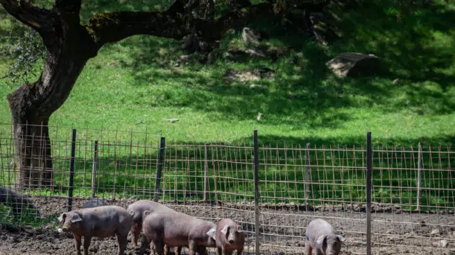 El ántrax afecta también a cerdos y suma en total 17 casos en Extremadura