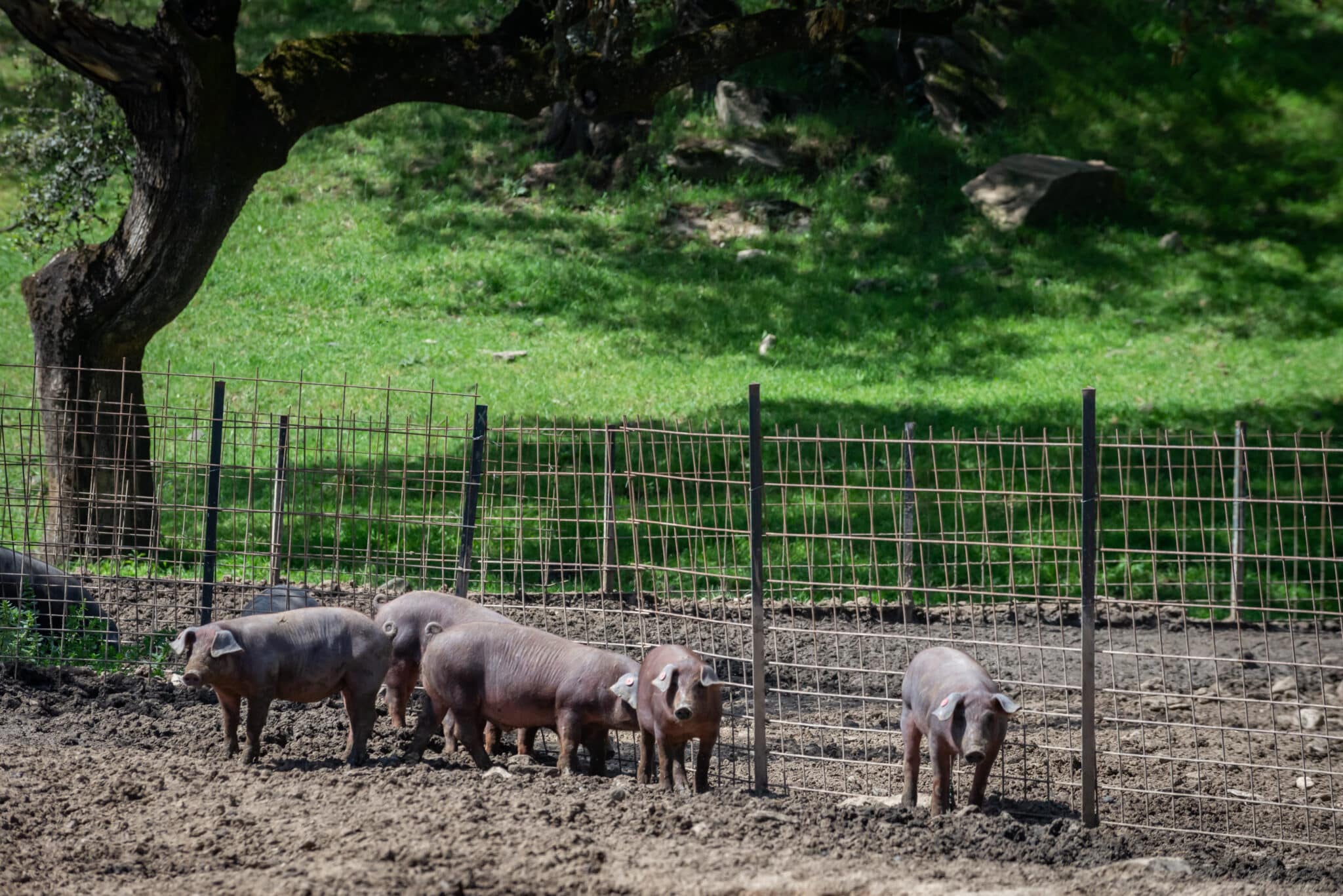 Imagen de archivo de cerdos ibéricos en Extremadura.