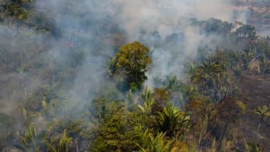 El plan de Banco Santander para dar oxígeno a la selva amazónica