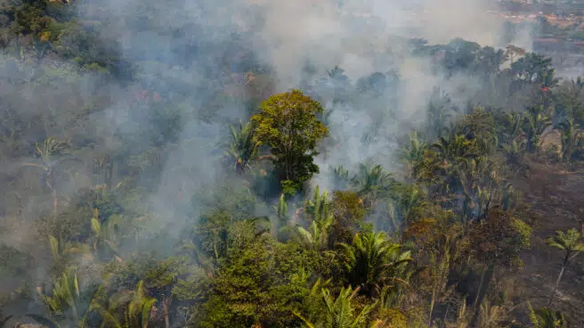 El plan de Banco Santander para dar oxígeno a la selva amazónica