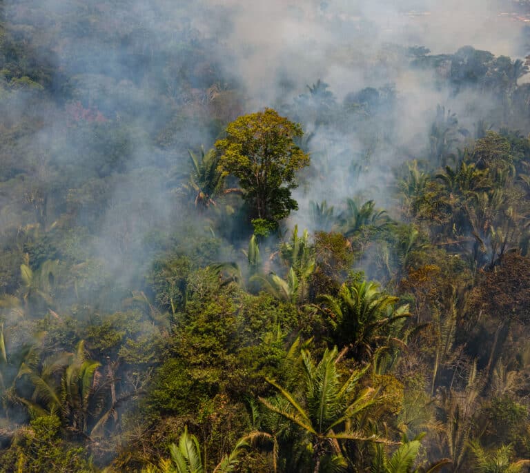 El plan de Banco Santander para dar oxígeno a la selva amazónica