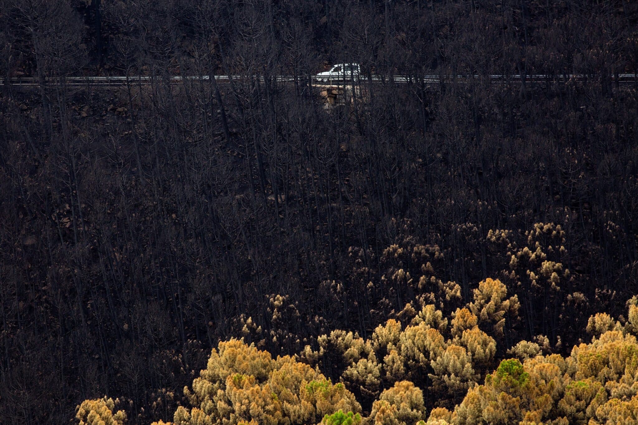 n coche circula en la zona del puerto de Las Peñas Blancas, Estepona (Málaga), entre los arboles quemados por el incendio de Sierra Bermeja que ha arrasado 9.670 hectáreas en el sudoeste de la provincia malagueña