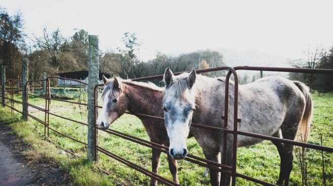 Dos caballos