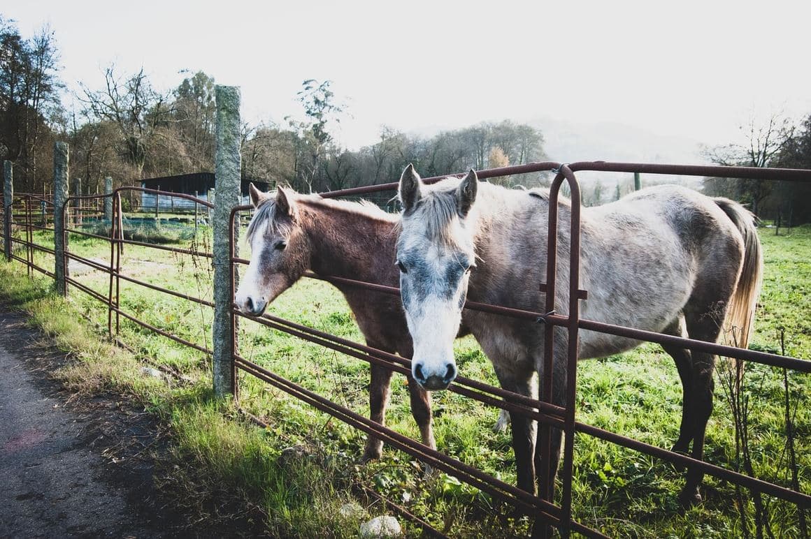 Dos caballos