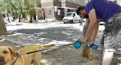 Cursillo y seguro, los requisitos de la futura Ley Animal para tener un perro en España