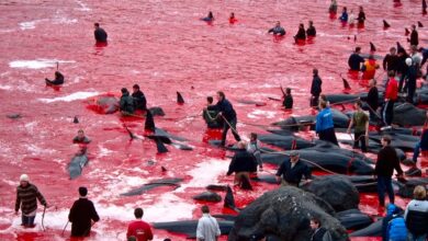 Grindadràp, la tradición más cruel de las Islas Feroe