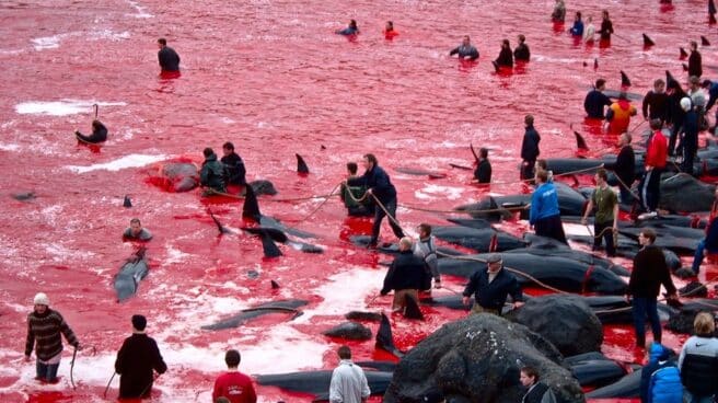 Miles de ballenas muertas en el mar del Atlántico norte, ensangrentado