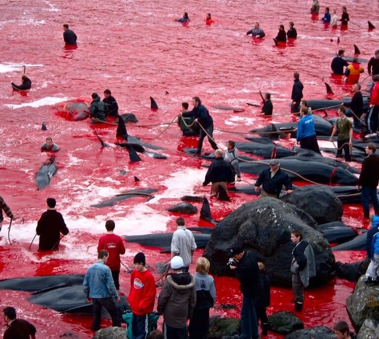 Grindadràp, la tradición más cruel de las Islas Feroe