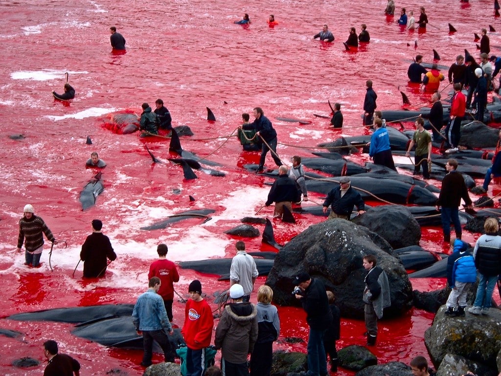 Miles de ballenas muertas en el mar del Atlántico norte, ensangrentado
