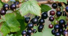 Grosellas negras: todo acerca de sus beneficios y dónde comprarlas
