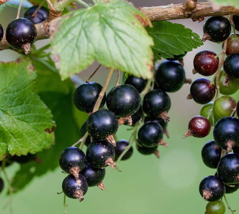 Grosellas negras: todo acerca de sus beneficios y dónde comprarlas