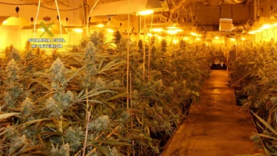 Desmantelada una plantación 'indoor' de marihuana en Burgos y desarticulado un "importante" punto de venta