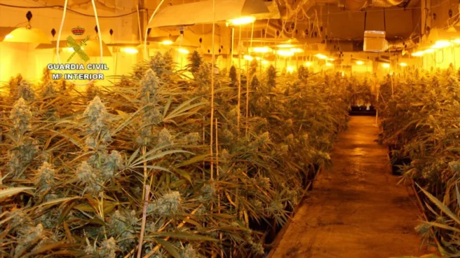 Plantación de marihuana en interior
