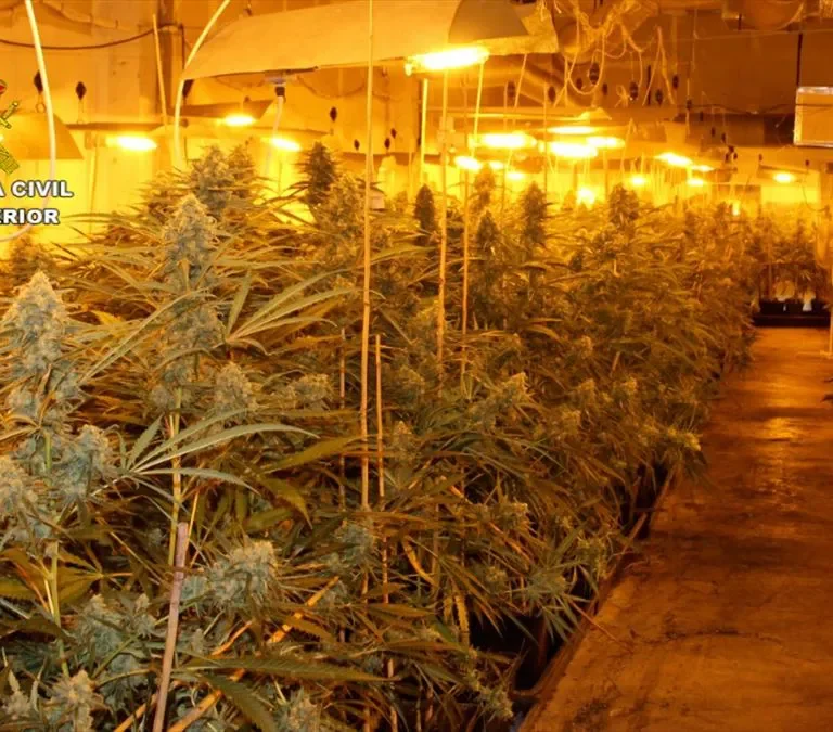 El negocio del cannabis: Cataluña exporta marihuana e importa crimen organizado