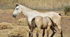 Los casos de ántrax en Badajoz suben de uno a seis y afectan a vacas y caballos