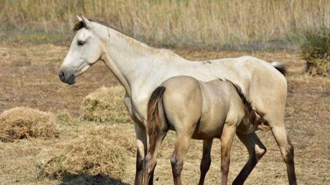 Imagen de recurso de dos caballos en los campos de Extremadura