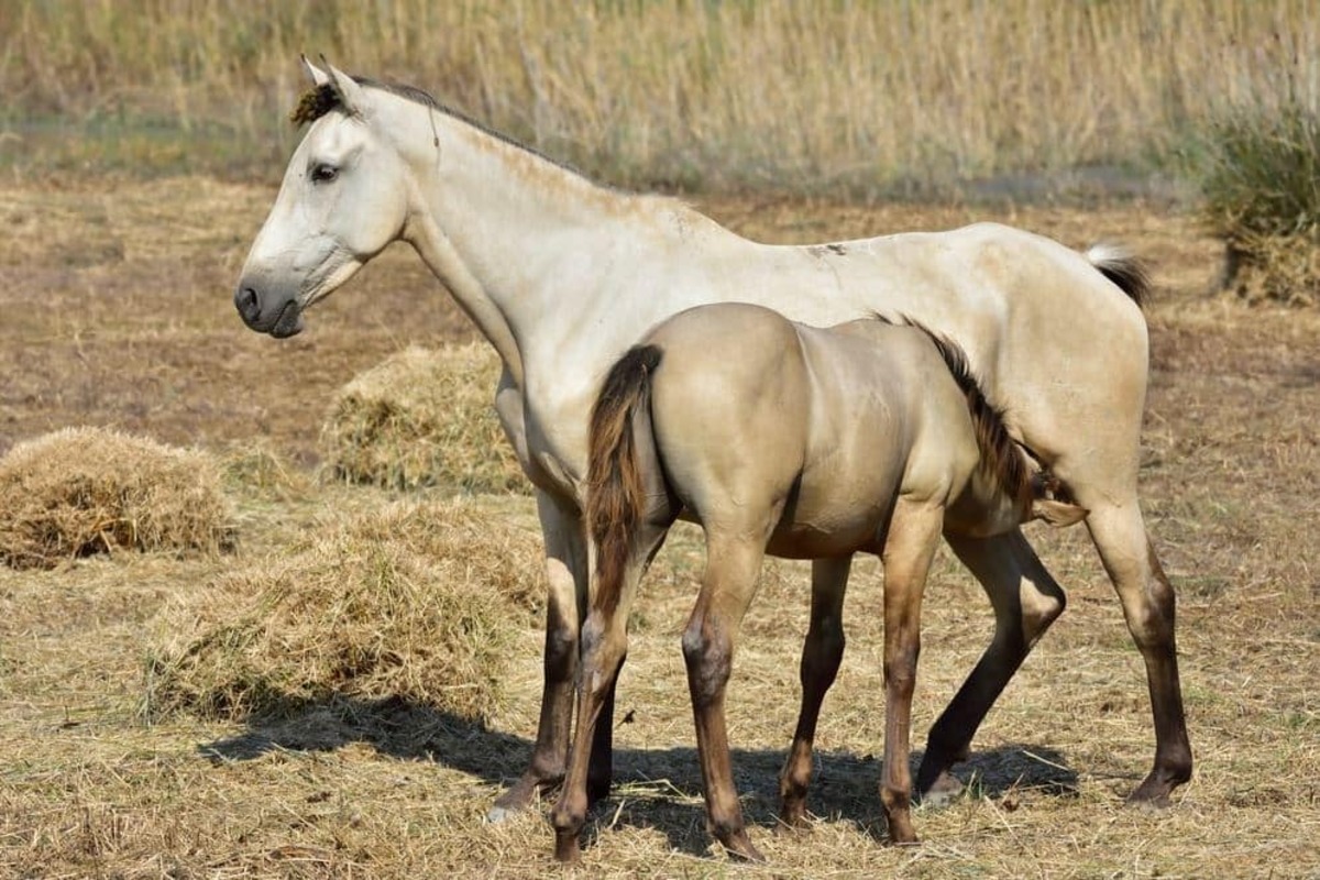 Imagen de recurso de dos caballos en los campos de Extremadura