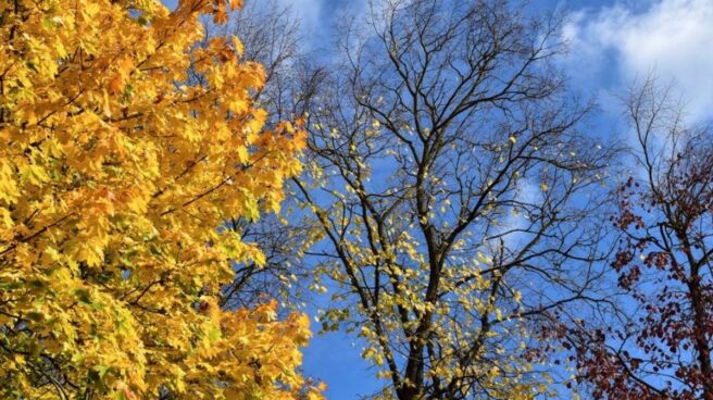 imagen-otoño hojas de árboles