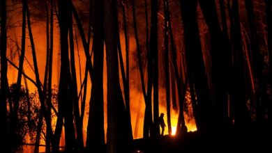 Más de 400 desalojados por el incendio forestal de Sierra Bermeja (Málaga)