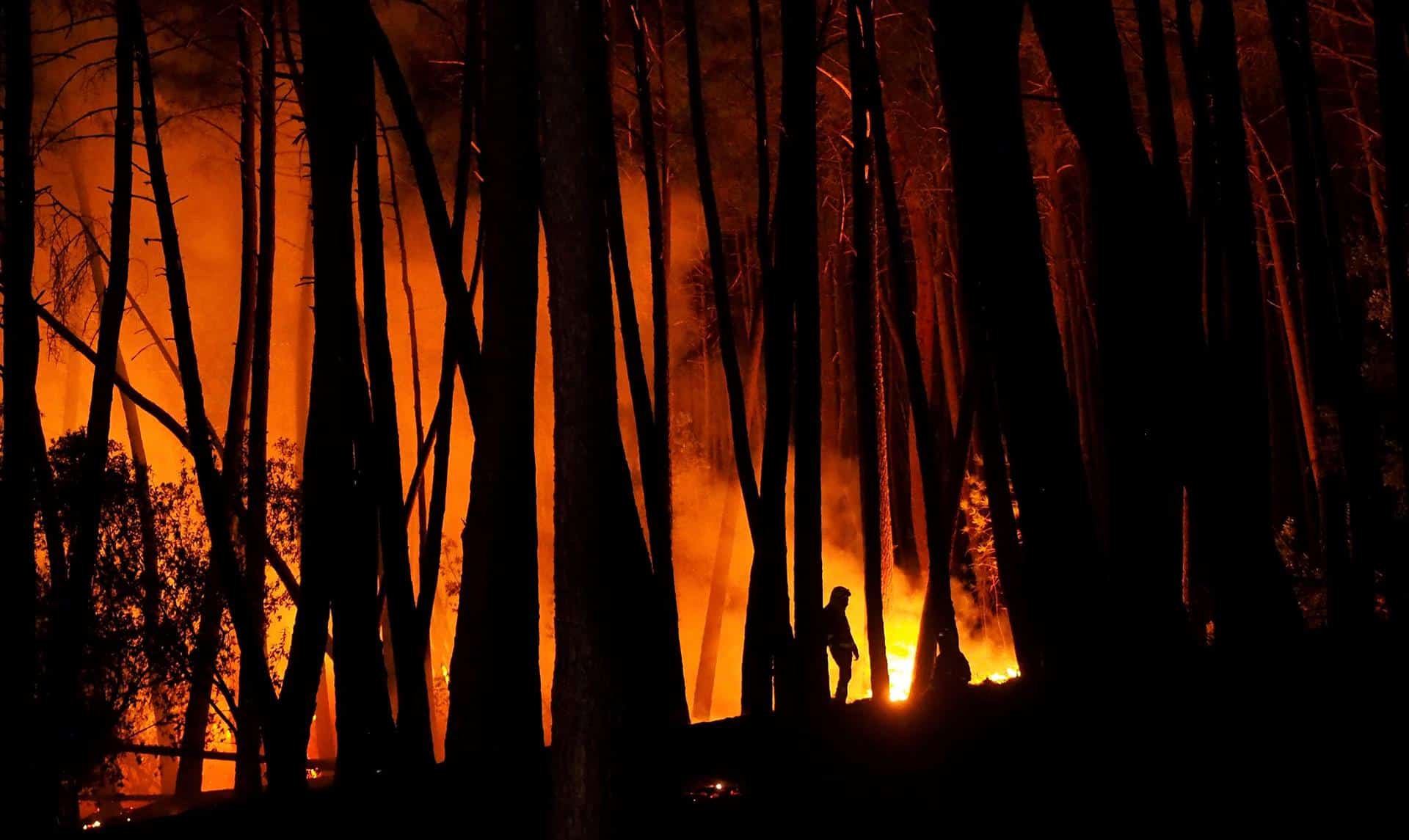 Incendio forestal