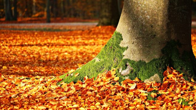Otoño 2021: ¿Cuándo comienza el otoño en España? Imagen de hojas de otoño caídas a los pies de un árbol
