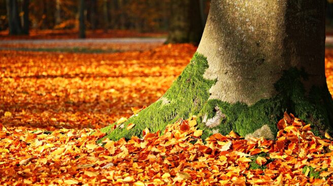 Imagen de hojas de otoño caídas a los pies de un árbol