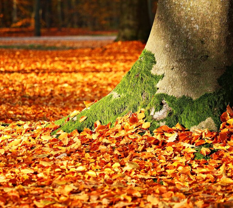 ¿A qué hora entra el otoño 2021 en España?