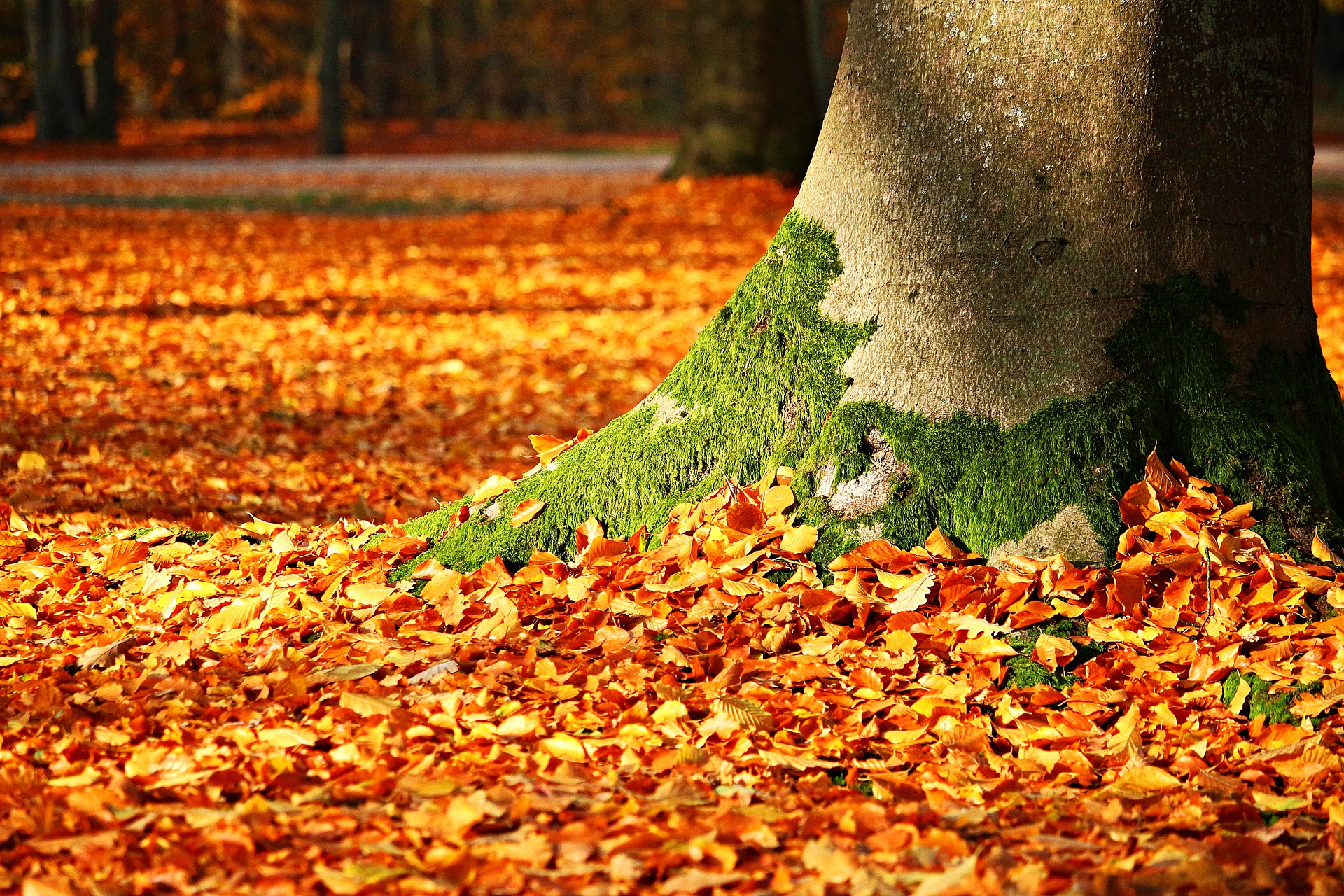 Imagen de hojas de otoño caídas a los pies de un árbol