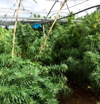 Desmantelan cultivo subterráneo de marihuana bajo una granja de aves