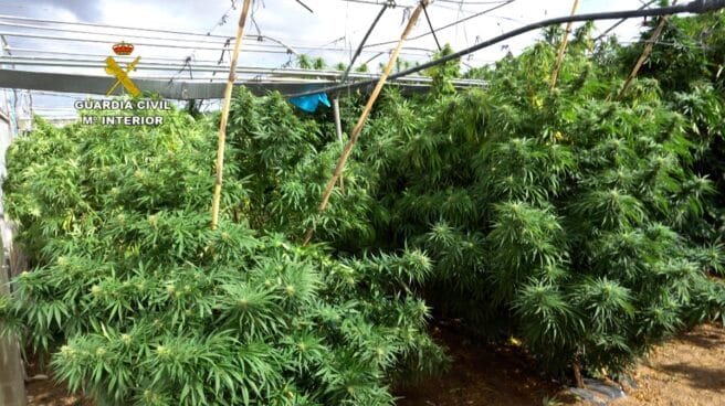 plantacion-marihuana plantación de marihuana
