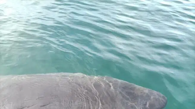 Avistan en el puerto de A Coruña un tiburón blanco en peligro de extinción