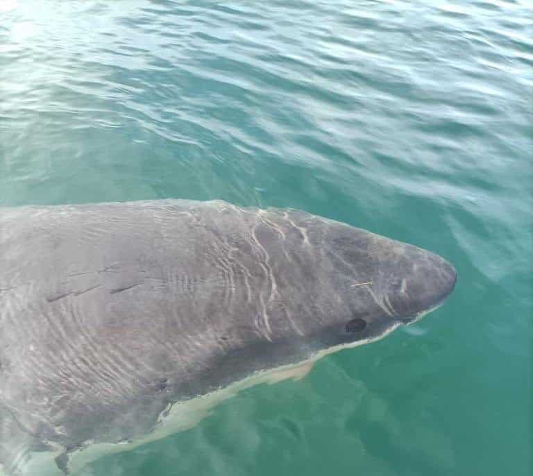 Avistan en el puerto de A Coruña un tiburón blanco en peligro de extinción