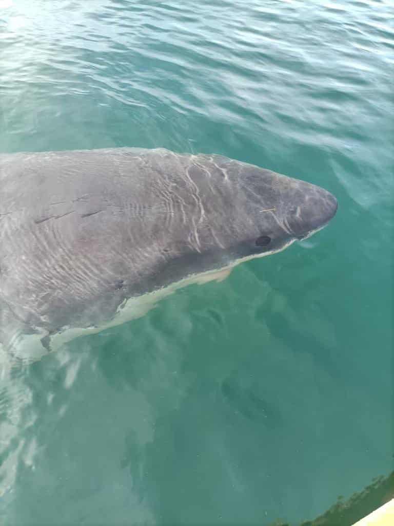 Avistamiento de un tiburón blanco en A Coruña