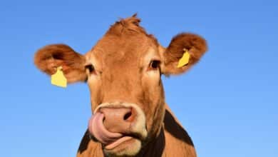 Enseñan a las vacas a ir al baño para reducir la contaminación por amoníaco