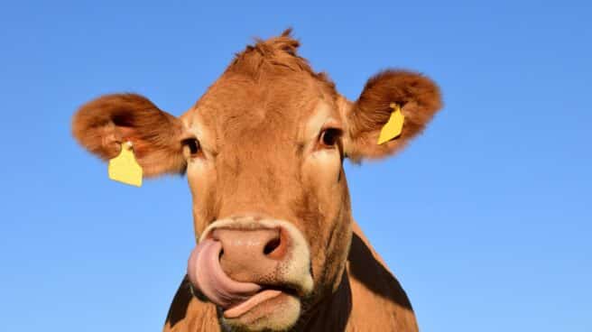Enseñan a las vacas a ir al baño para reducir la contaminación por amoníaco Imagen de una vaca de ganadería