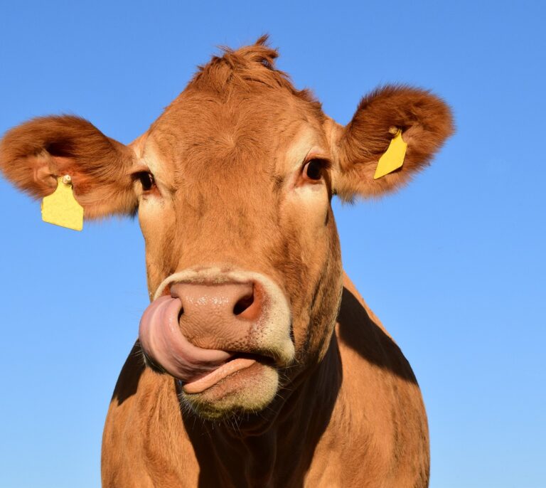 Enseñan a las vacas a ir al baño para reducir la contaminación por amoníaco