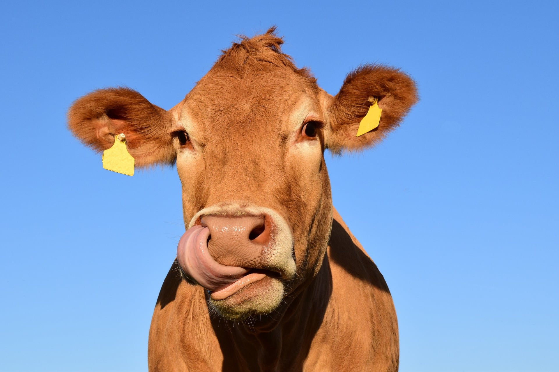 Imagen de una vaca de ganadería