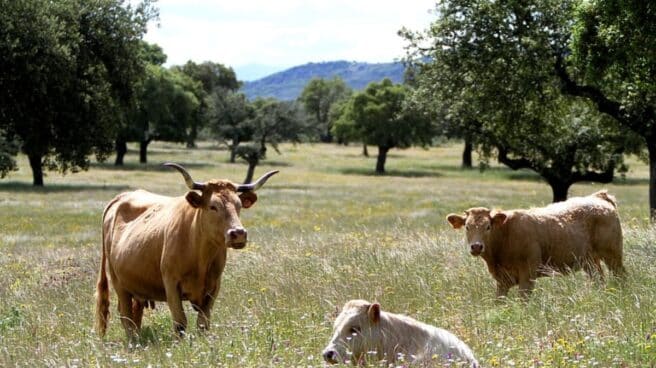 En pocas semanas se han notificado dos focos de antrax o carbunco en animales en Ciudad Real y Badajoz. Imagen de archivo de tres vacas pastando en los campos de Extremadura