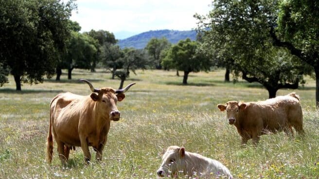 Imagen de archivo de tres vacas pastando en los campos de Extremadura