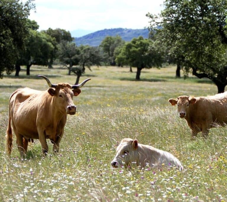 Ántrax, la enfermedad de los campos malditos que no se detectaba en España desde 2004