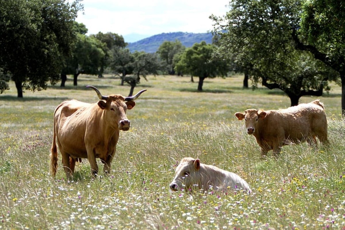Imagen de archivo de tres vacas pastando en los campos de Extremadura