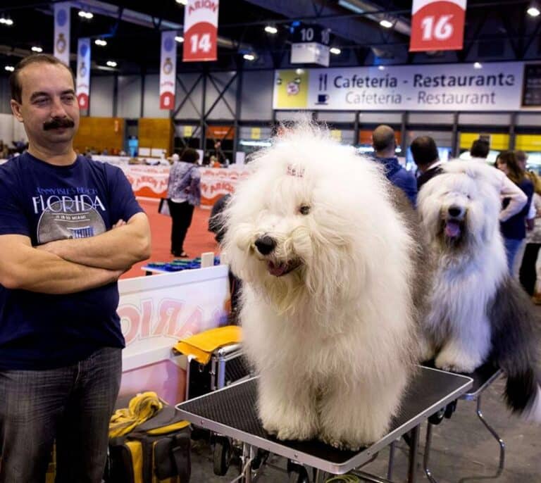 Los veterinarios califican de "contradictoria" y carente de rigor científico la nueva ley de animales