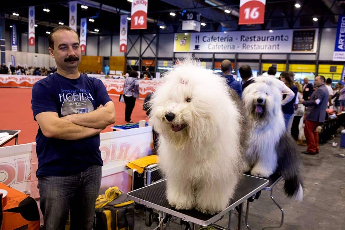 Perros en la feria de Ifema '100x100 mascota'