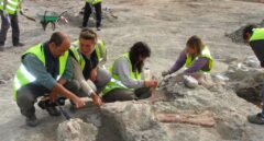 Hallan en Igea nuevos restos de un pequeño dinosaurio herbívoro