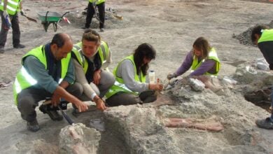 Hallan en Igea nuevos restos de un pequeño dinosaurio herbívoro