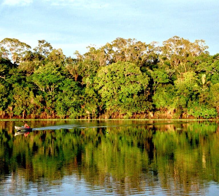 La Amazonía ha perdido en 36 años el equivalente a la superficie de Chile